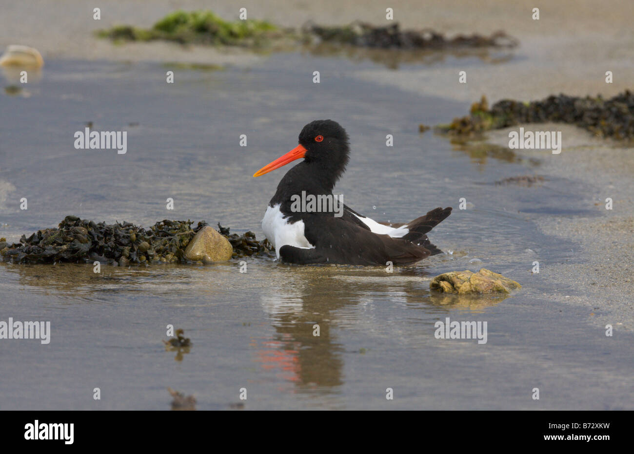 Huîtrier pie Haematopus ostralegus echelle Banque D'Images