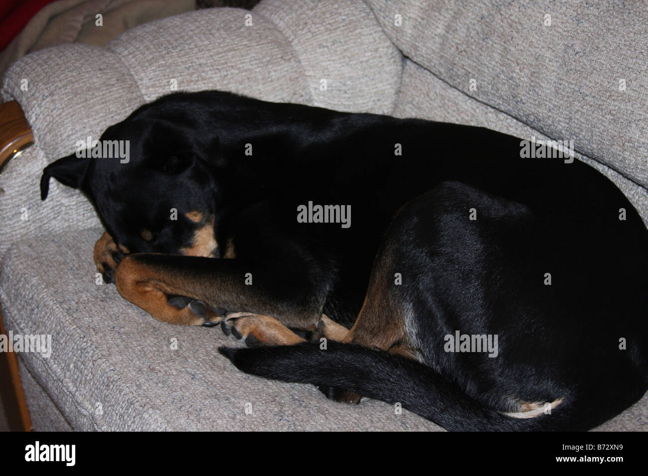 Noir et feu mignon chien dormir sur un canapé avec ses pattes couvrant son nez Banque D'Images