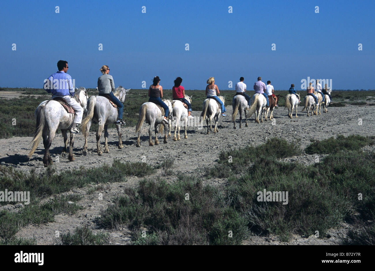 Equitation sur chevaux blancs le long des berges de l'étang (ou le lac) de Vaccarès, Camargue, Provence, France Banque D'Images