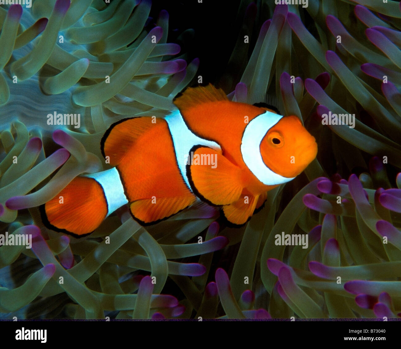 Le poisson clown, poisson de l'anémone Nemo, poissons multicolores, coraux, récifs tropicaux, tentacules, sous l'eau, l'océan, sur la mer, la vie marine, Banque D'Images