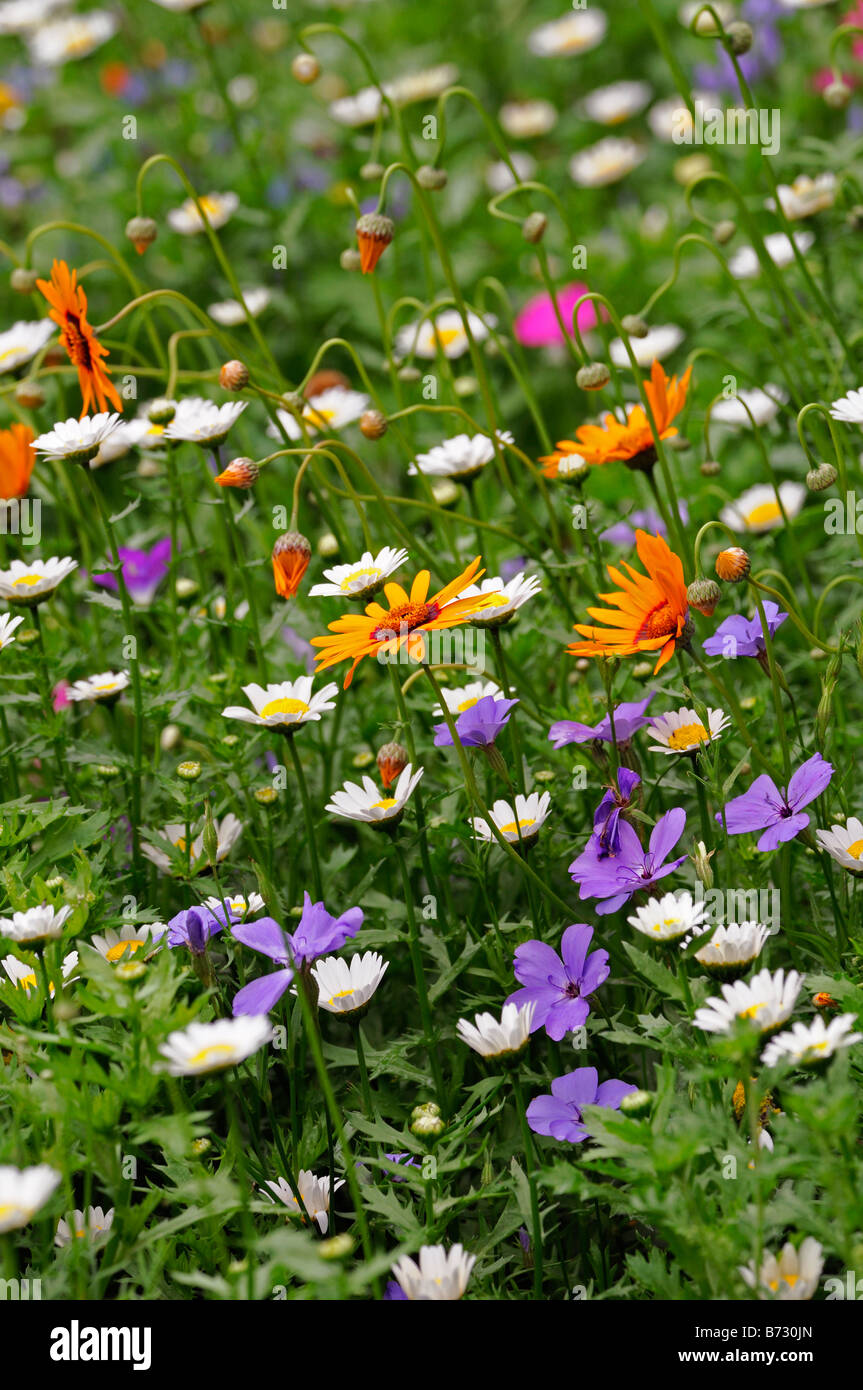 Mélange de fleurs sauvages Bohemian Rhapsody blanc orange violet fleur  fleur fleur des tapis de fleurs Photo Stock - Alamy