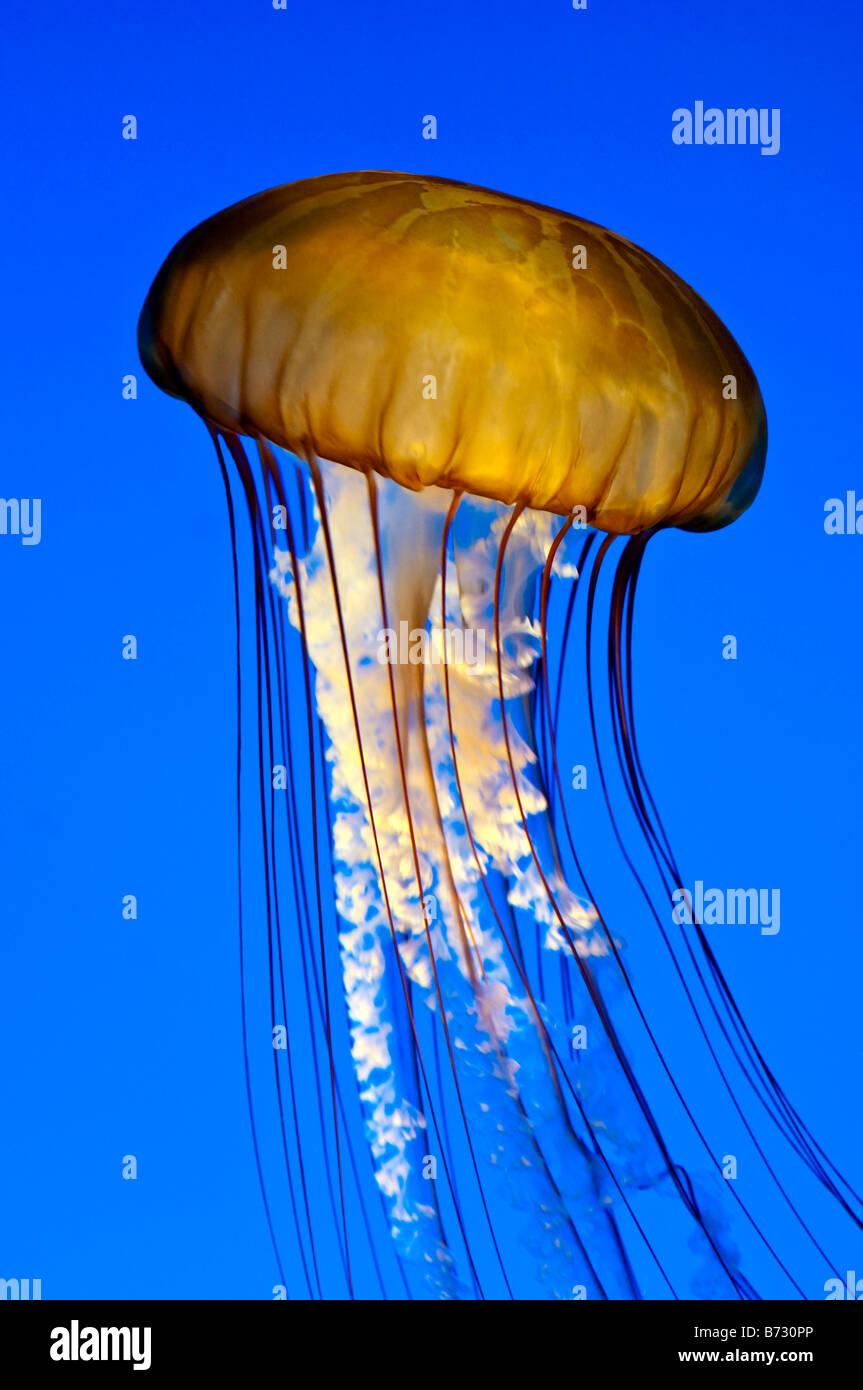 Pacific sea nettle jellyfish Aquarium de Monterey Bay, en Californie. Banque D'Images
