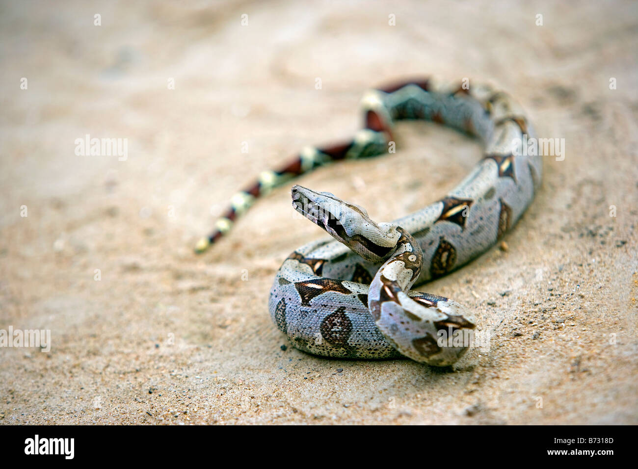 Le Suriname, Laduani, sur la rive de la rivière Suriname Boven. Boa Constrictor. (Boa constrictor constrictor). Banque D'Images