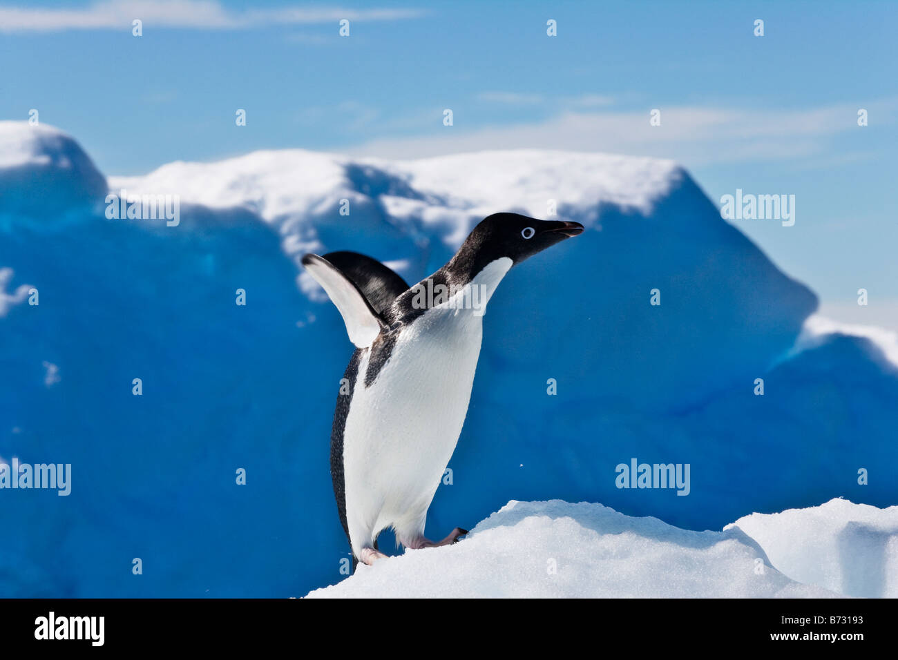 Manchot Adélie (Pygoscelis adeliae) sur la glace de l'Antarctique l'île Paulet Banque D'Images