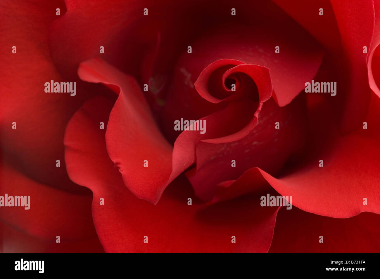 Arrière-plan gros plan de rose rouge avec pétales virevoltant Banque D'Images