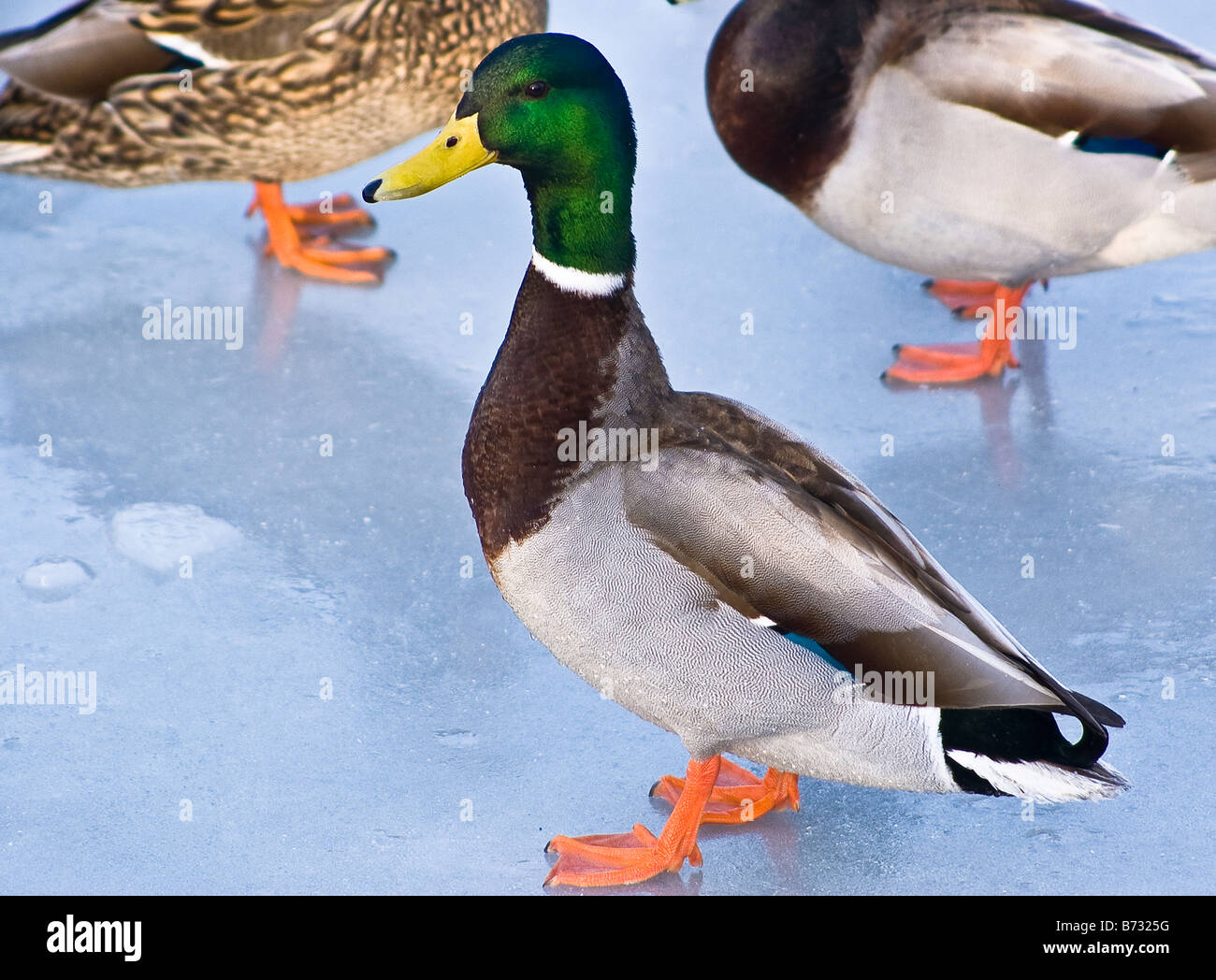 Canard colvert sur l'entrée d'gelés du lac Ontario à Clarkson Mississauga Ontario Canada à l'hiver 2005 Banque D'Images