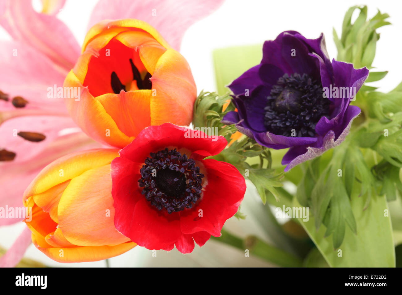 Anglais abstract flowers purple red orange et rose pour le fond Banque D'Images