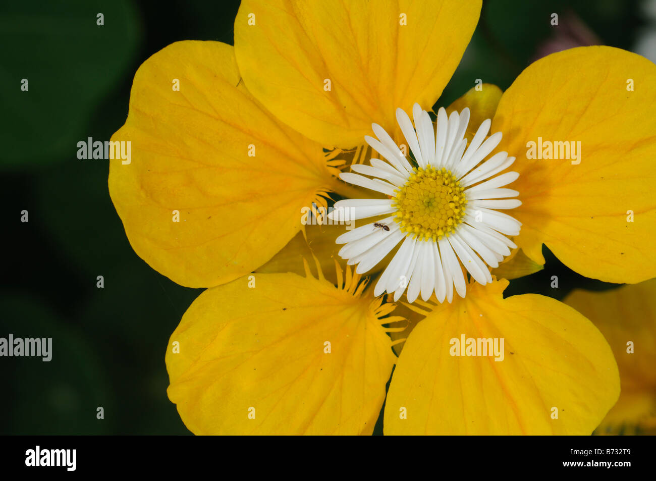 Jardin de fleurs à deux composition accidentelle, Espagne Banque D'Images