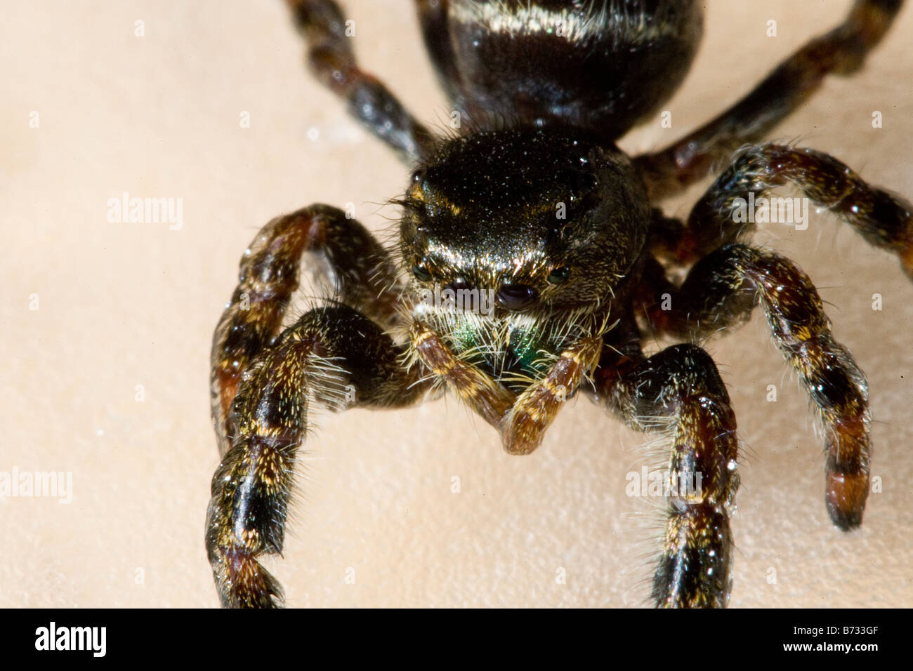 Up Close and Personal avec une araignée sauteuse commun Banque D'Images