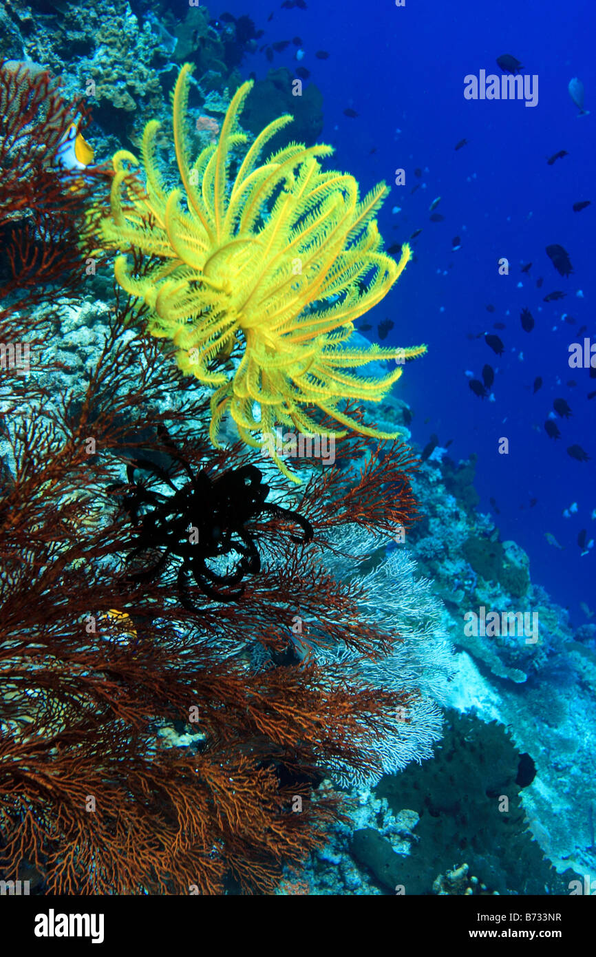 Crinoïde jaune vif et ouvert qui se nourrissent de coraux Banque D'Images