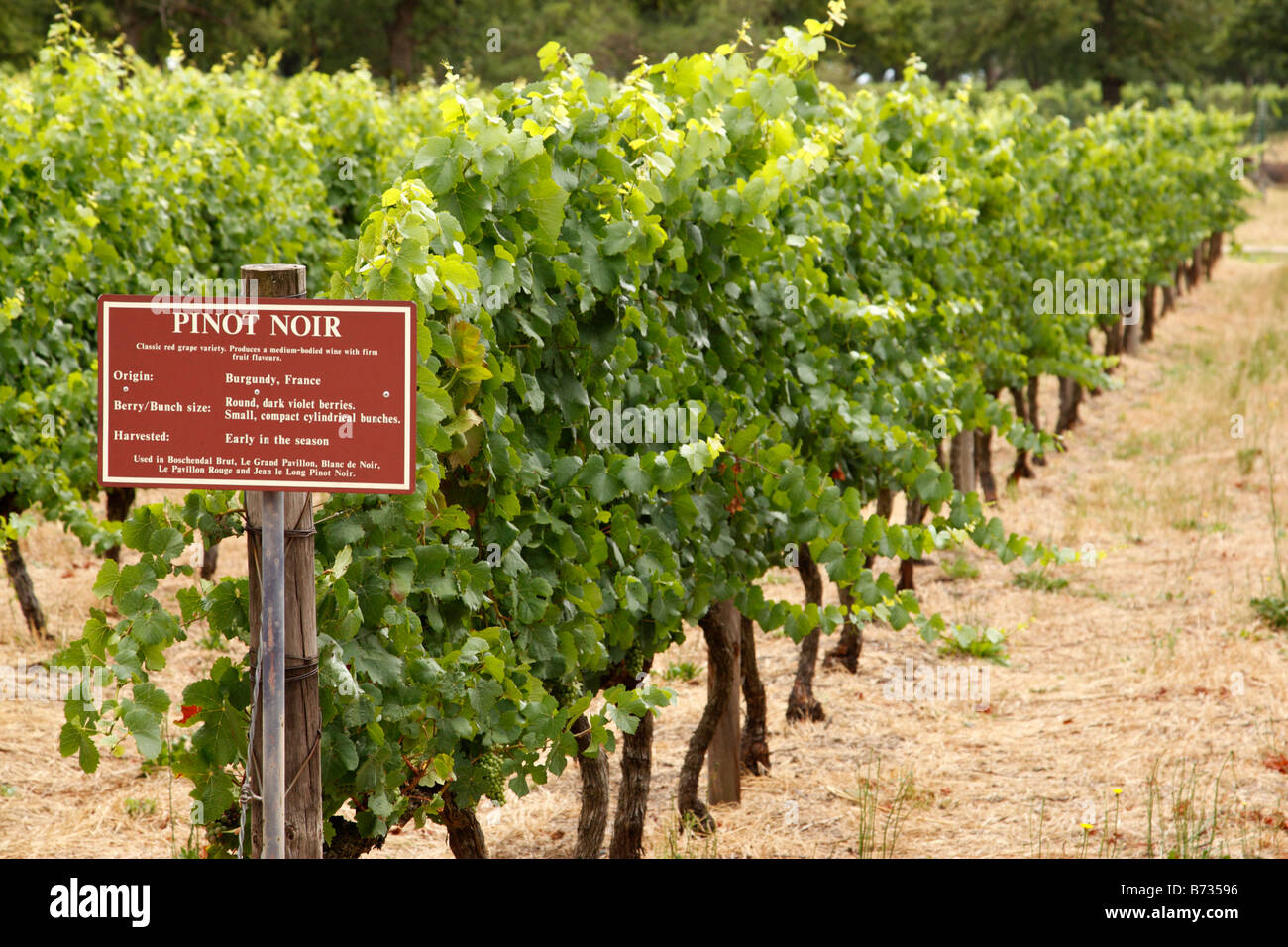 Pinot noir rangée de vignes à boschendal l'un des plus anciens domaines viticoles en Afrique du Sud franschhoek Western Cape Banque D'Images