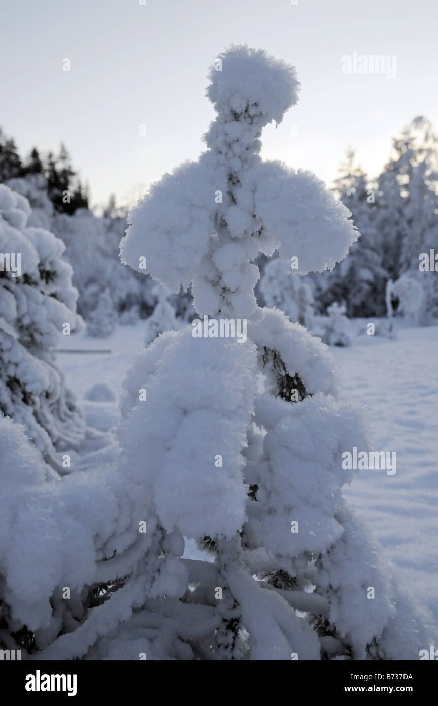 Arbre givre près de Lillestrøm Norvège Banque D'Images