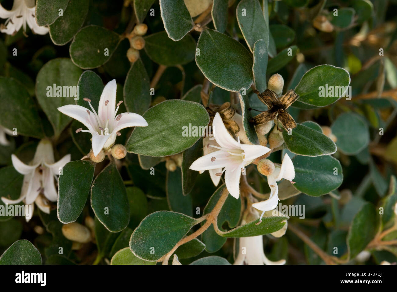 Un arbuste australien de la famille des Rutaceae Correa alba en Australie Banque D'Images