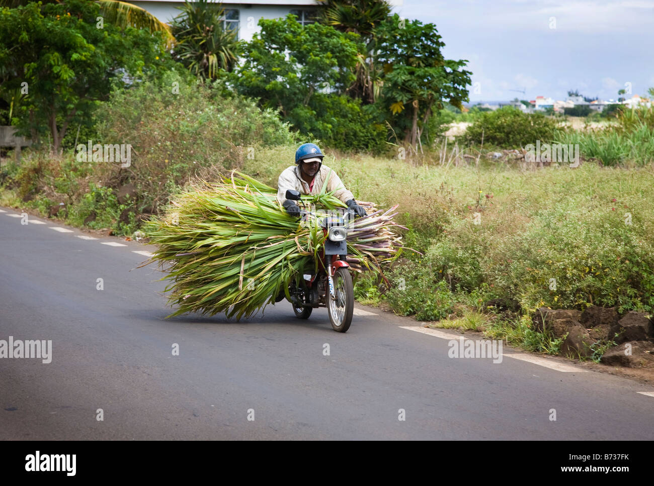 Man carrying couper la canne à sucre sur sa moto à travers une ville sur l'Ile Maurice Banque D'Images