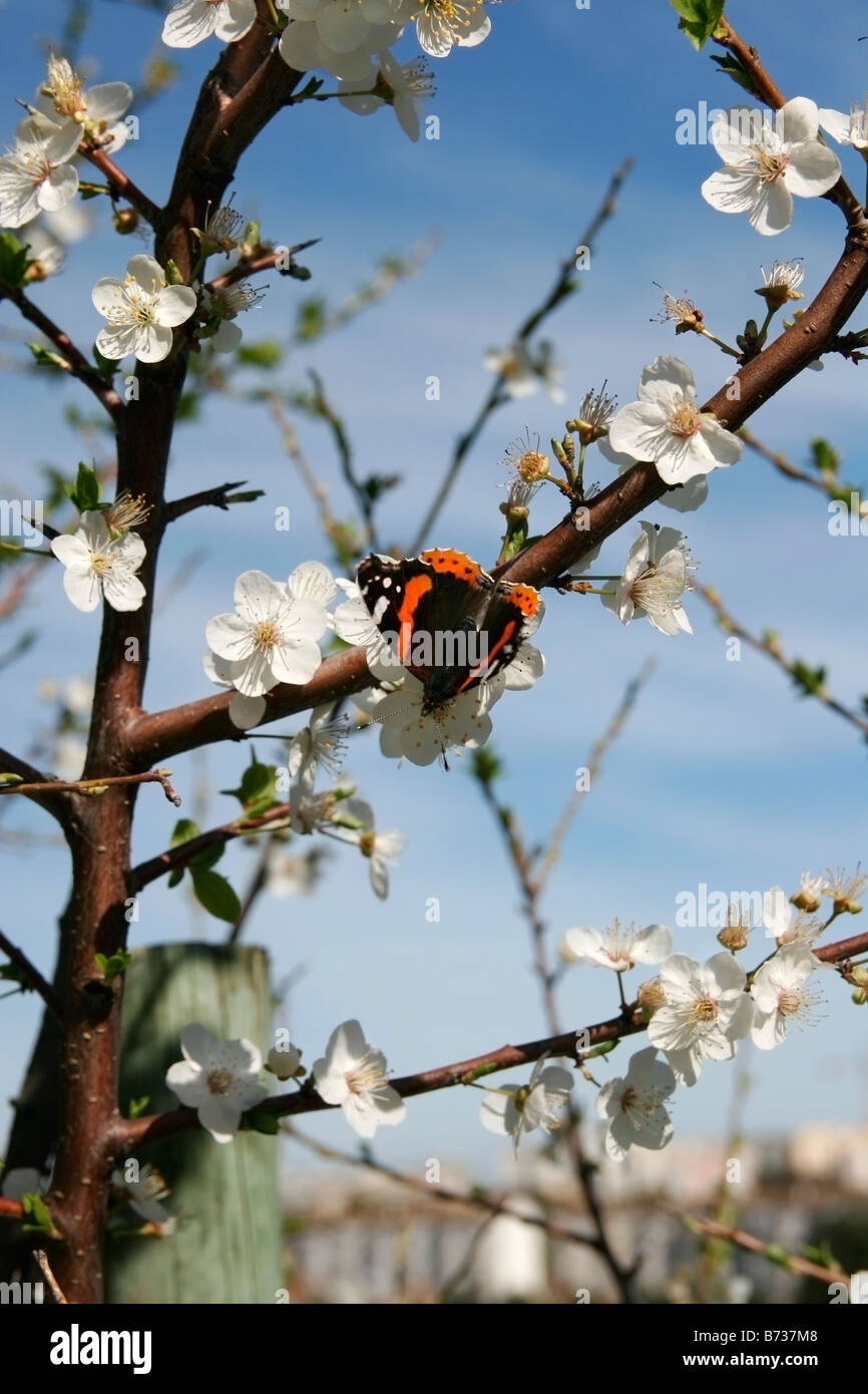 Un beau papillon dans une journée de printemps ensoleillée Banque D'Images