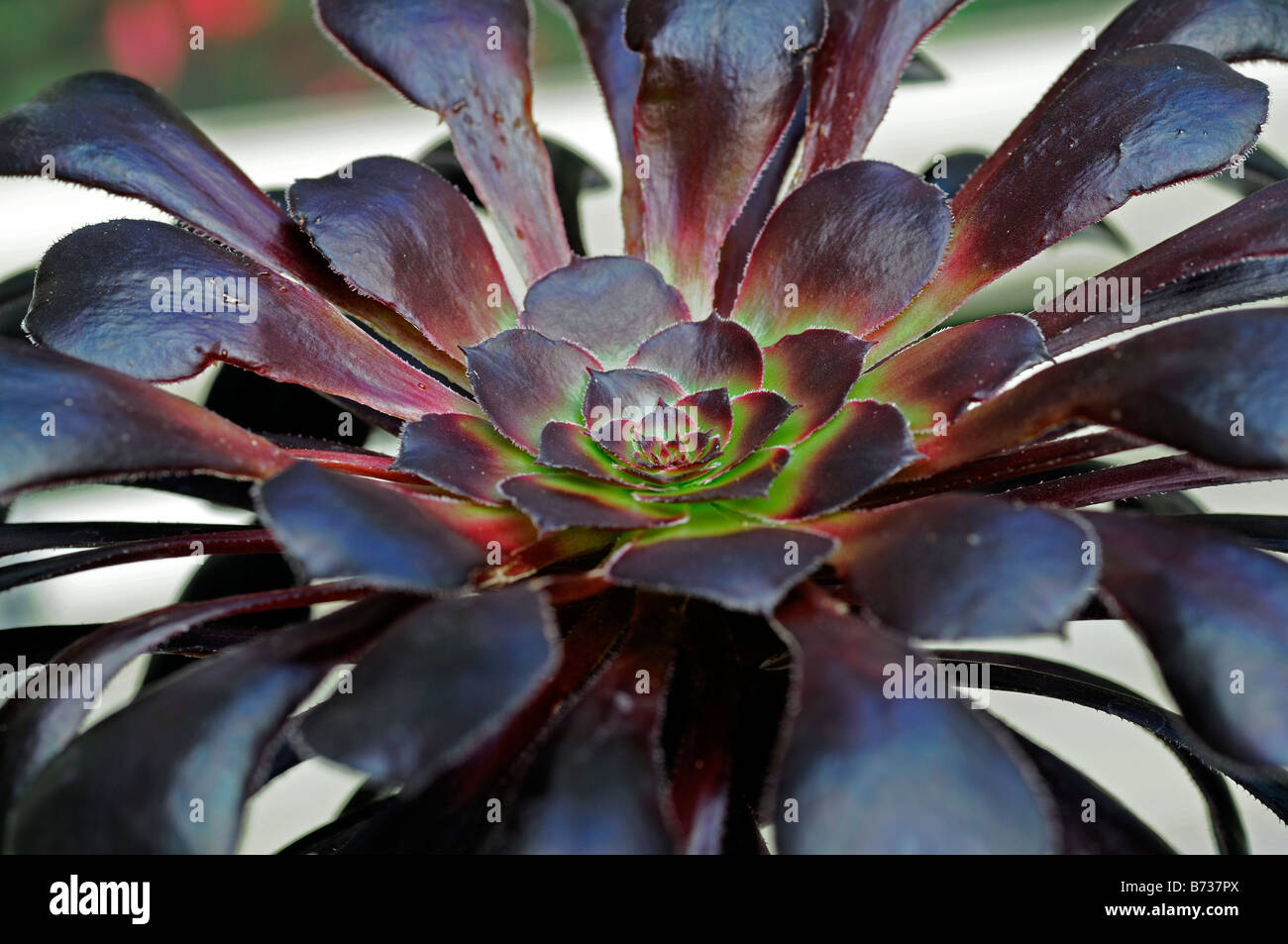 Aeonium schwartzkopff succulentes fleurs noir tolérant la sécheresse à sec Banque D'Images