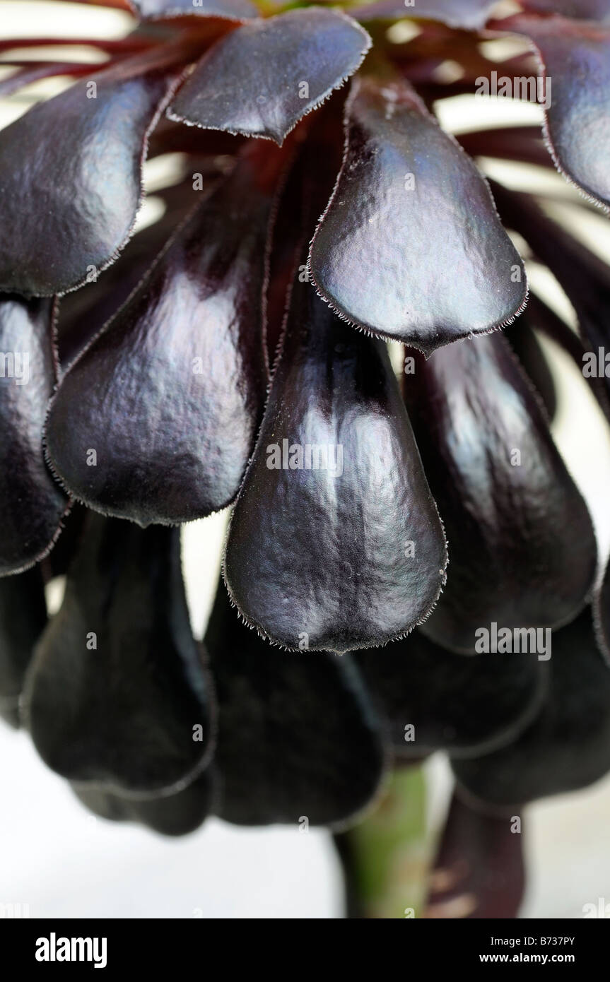 Aeonium schwartzkopff succulentes fleurs noir tolérant la sécheresse à sec Banque D'Images