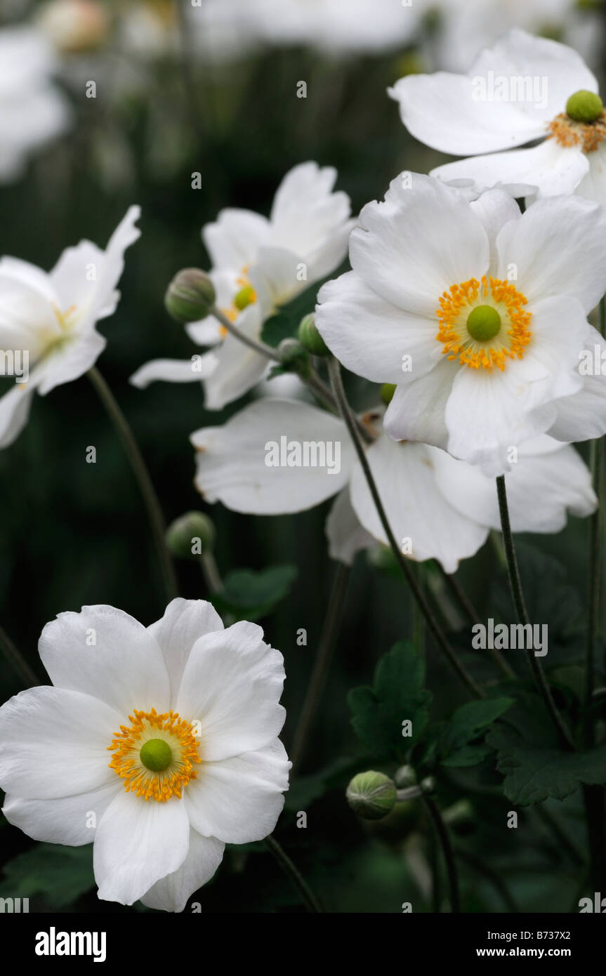 Anemone hybrida 'honorine jobert' fleur blanche fleur plante vivace au  début de l'automne la fin de l'été Photo Stock - Alamy