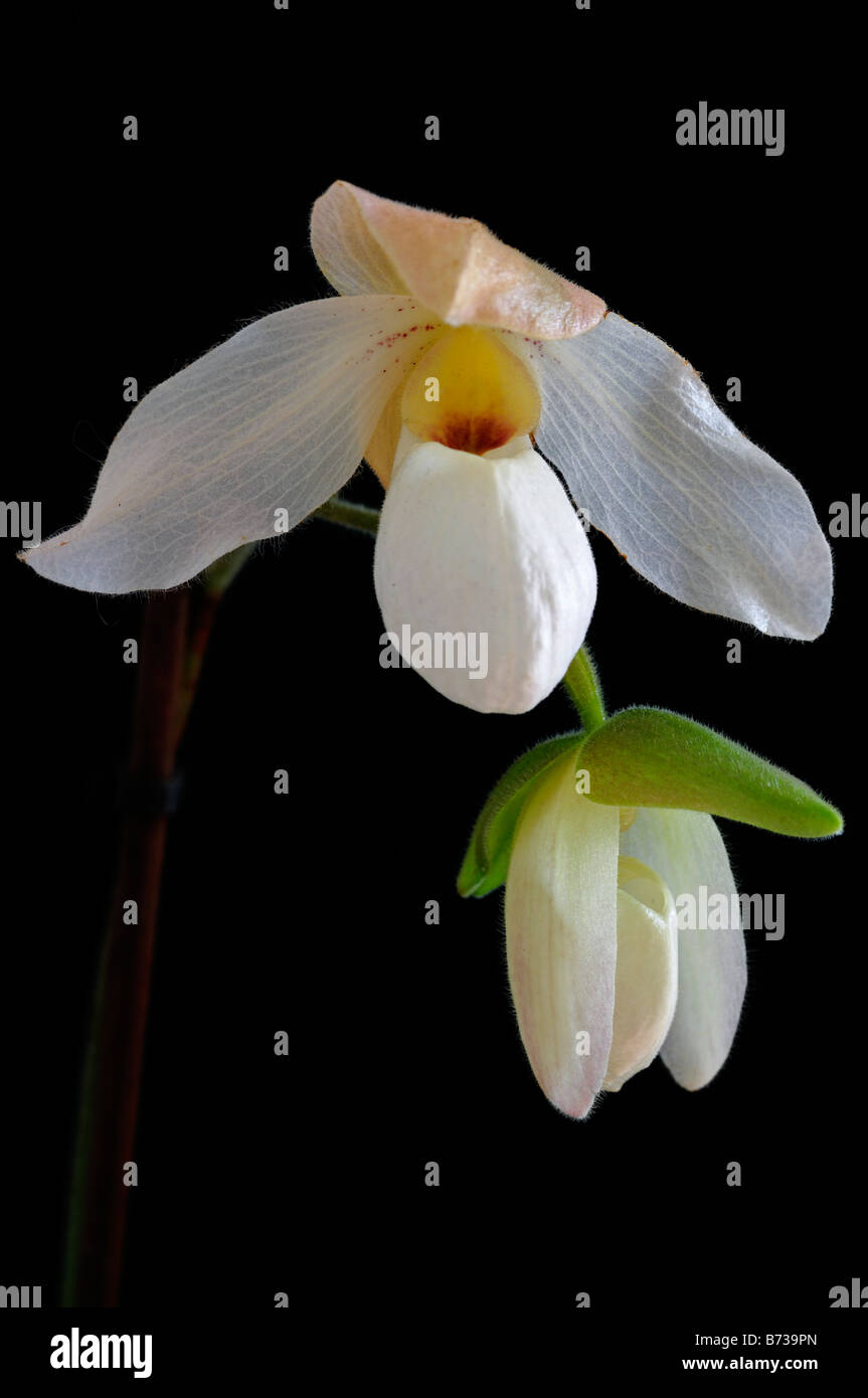 Paphiopedilum delenatii slipper white orchid flowers bloom floraison floraison contre une toile de fond noir Banque D'Images