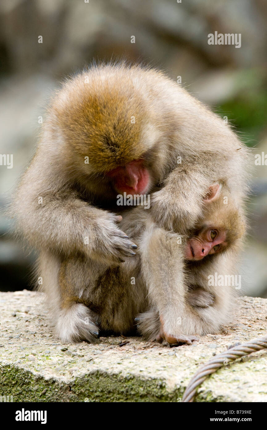 Une mère singe macaque japonais sa toilette enfant par une source d'eau  chaude dans le Jigokudani Monkey Park, à Nagano, Japon Photo Stock - Alamy