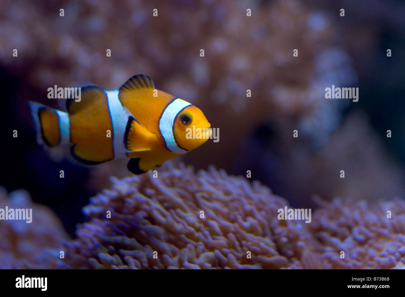 Eau salée poisson clown Banque D'Images