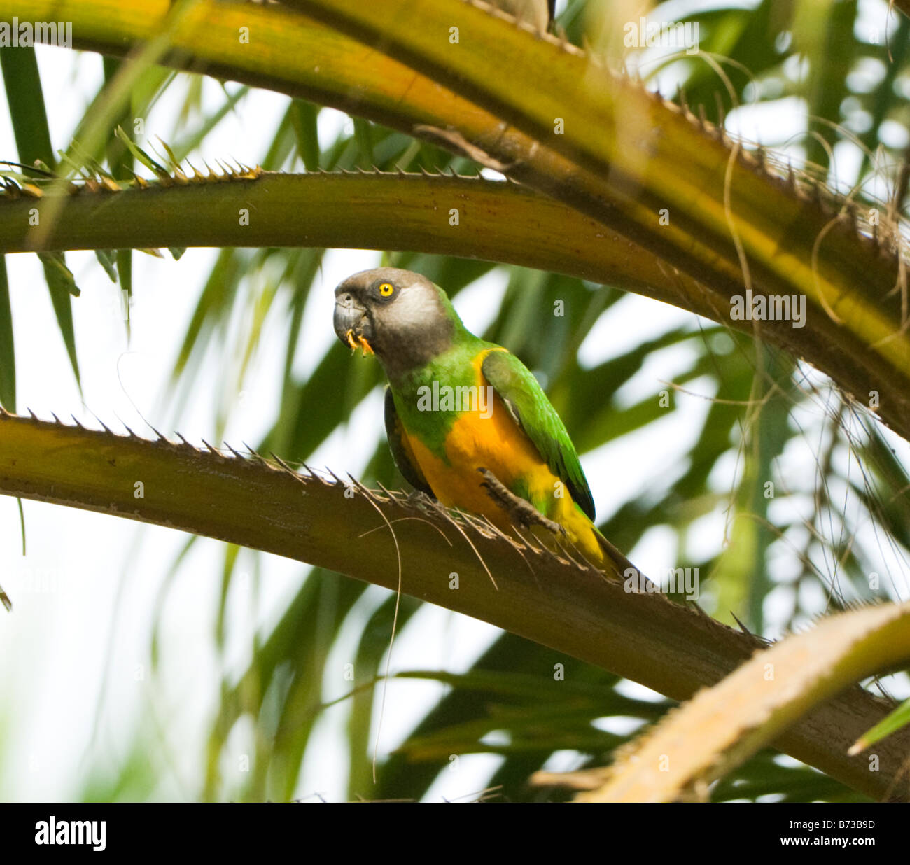Sénégal Parrot Poicephalus senegalus WILD Banque D'Images