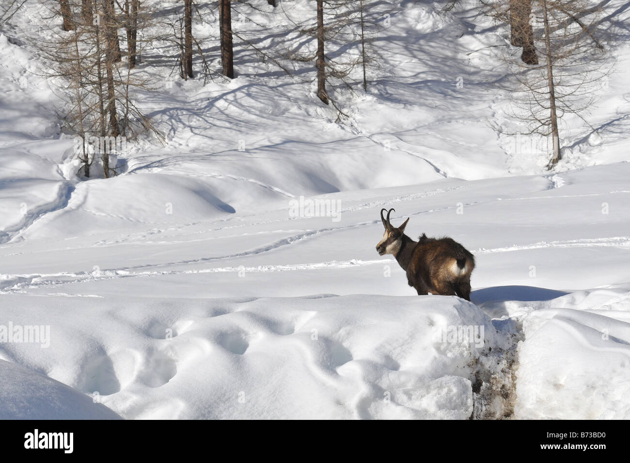 Chamois Rupicapra rupicapra camoscio torbiera inverrno neve hiver neige Parco Nazionale Gran Paradiso Valle d aosta Italia Italie Banque D'Images