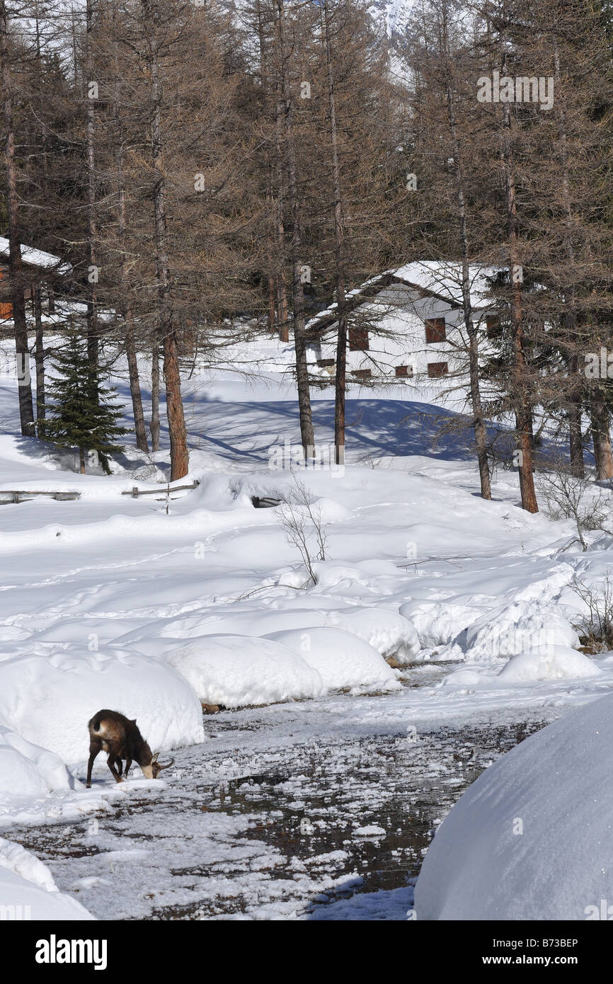 Chamois Rupicapra rupicapra camoscio torbiera inverrno neve hiver neige Parco Nazionale Gran Paradiso Valle d aosta Italia Italie Banque D'Images