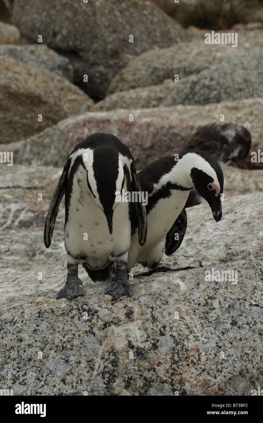 Deux pingouins africains recherche de nourriture sur les rochers en rochers Bay, Cape Town, Afrique du Sud Banque D'Images