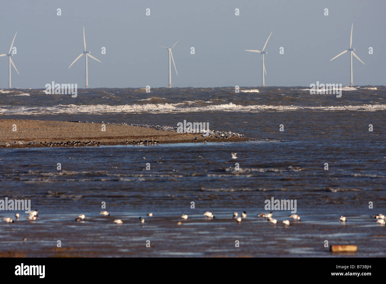 Échassiers éoliennes offshore Flint Talacre réserve RSPB Dee Estuary North Wales Banque D'Images