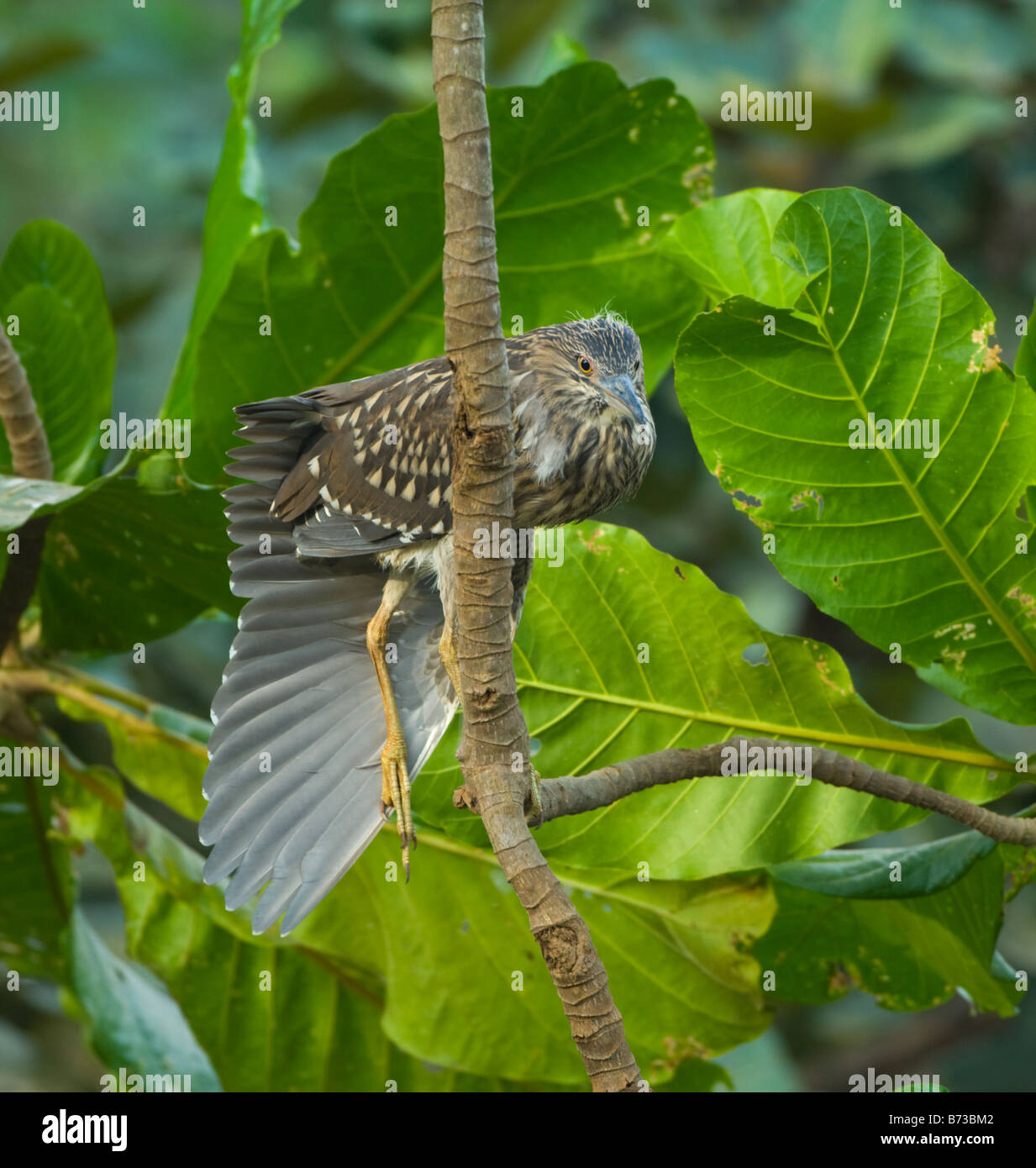Noir immature immature Bihoreau gris Nycticorax nycticorax WILD Banque D'Images