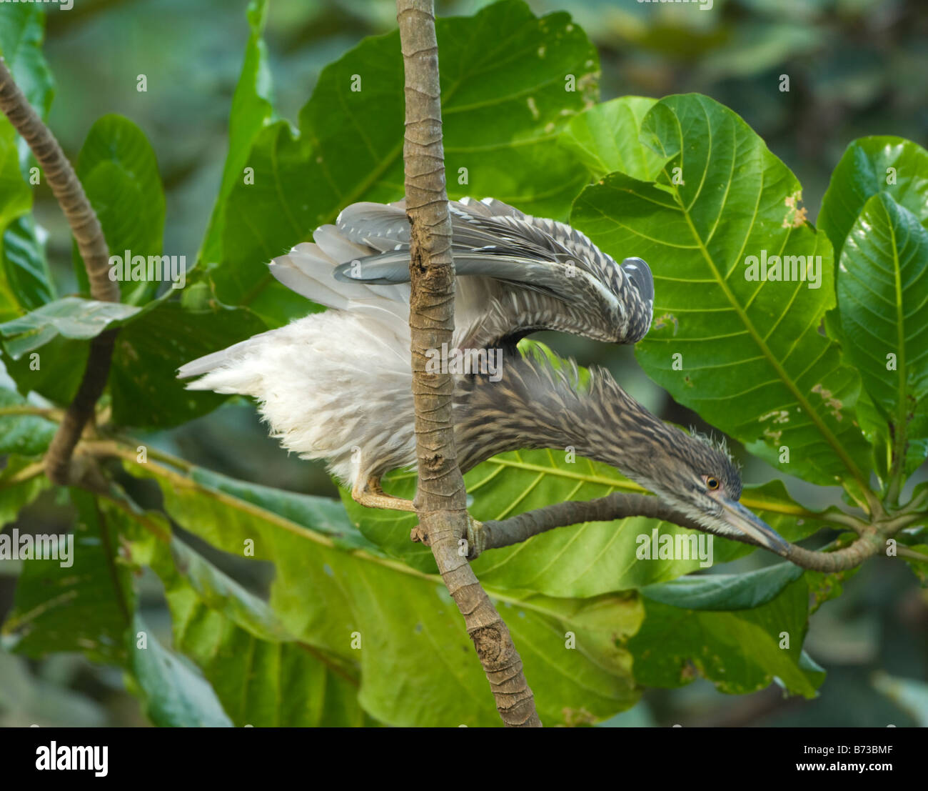 Noir immature immature Bihoreau gris Nycticorax nycticorax WILD Banque D'Images