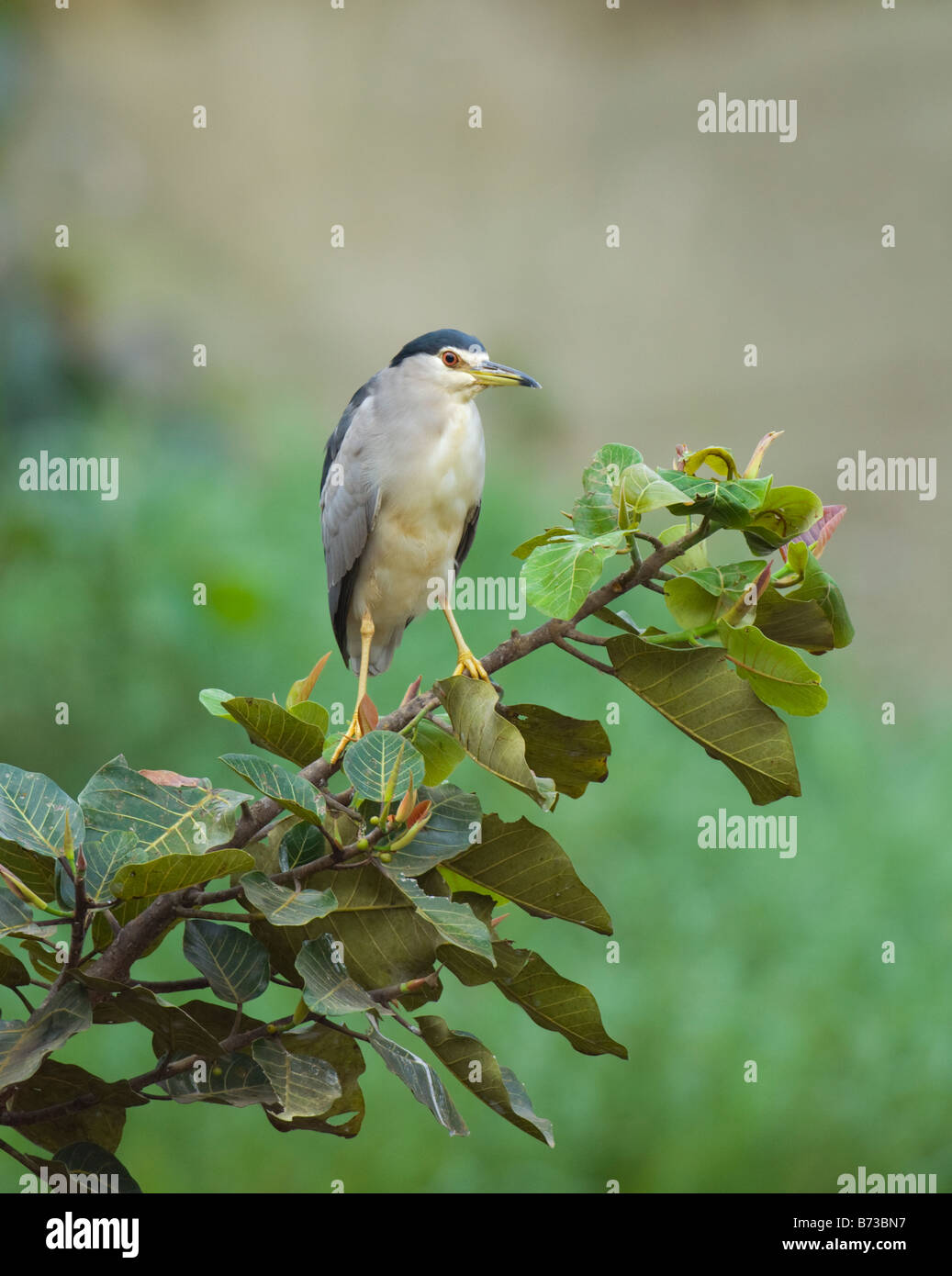 Black Bihoreau gris Nycticorax nycticorax WILD Banque D'Images