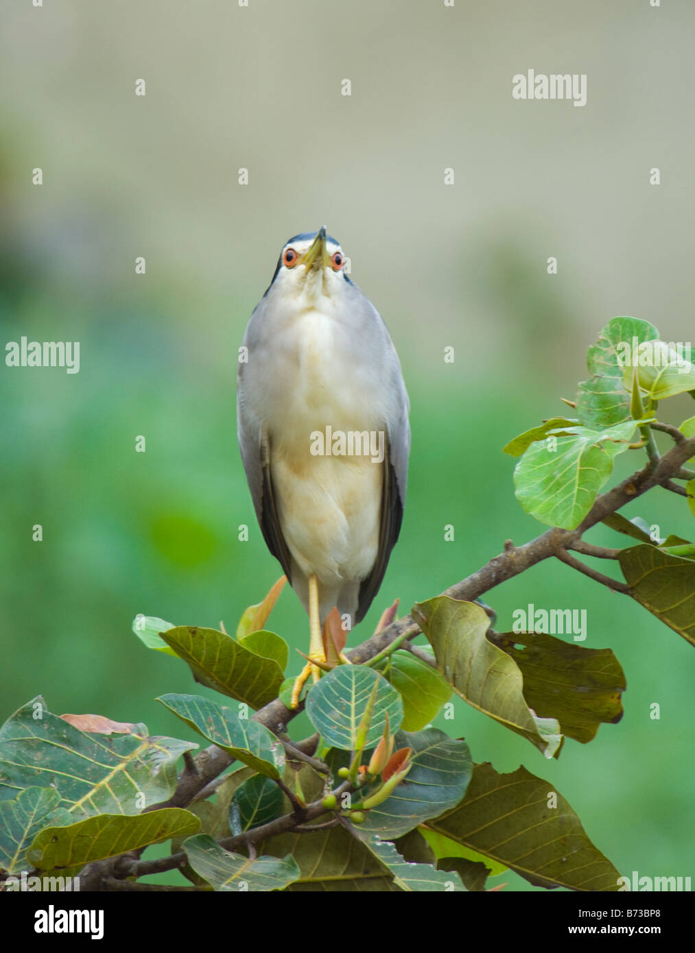 Black Bihoreau gris Nycticorax nycticorax WILD Banque D'Images