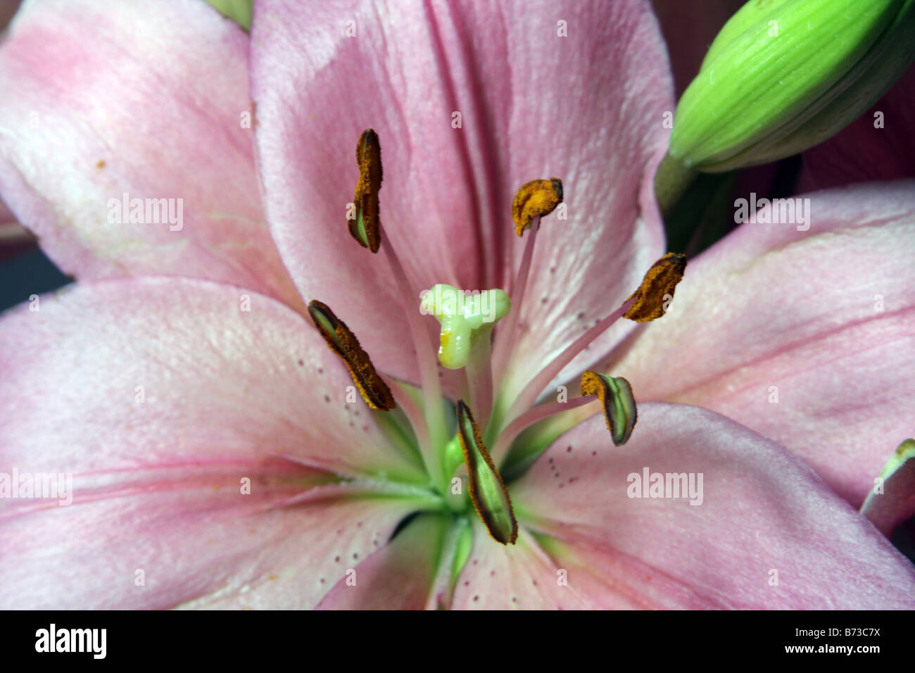 Un jour rose Lilly Banque D'Images