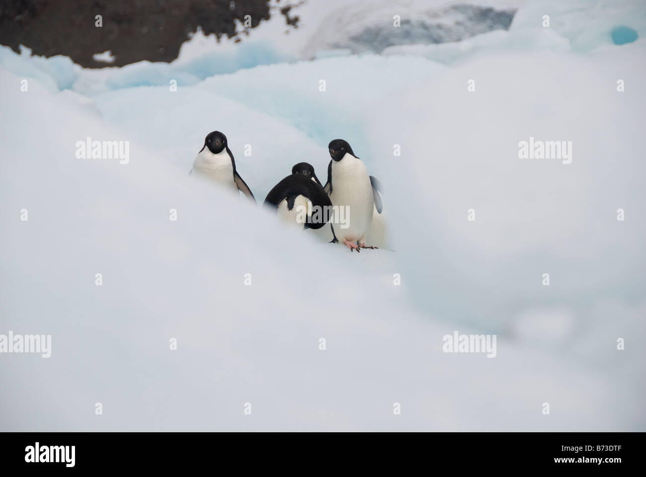 Cheeky manchots adélies se reflète à travers un trou dans la glace Banque D'Images