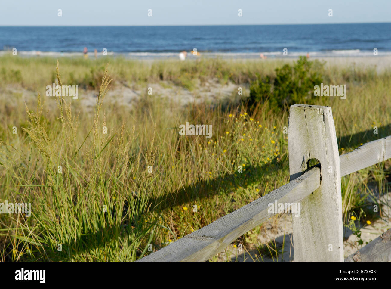 Plage avec herbes protégées sur les dunes pour stabilzation et la préservation de l'érosion, Avalon, New Jersey. Banque D'Images