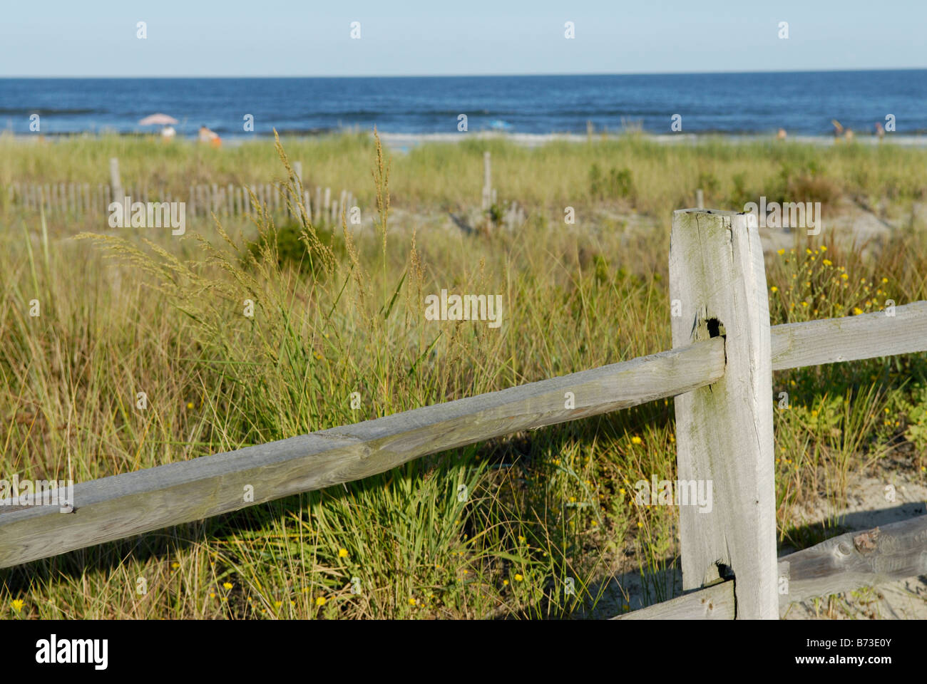 Plage avec herbes protégées sur les dunes pour stabilzation et la préservation de l'érosion, Avalon, New Jersey. Banque D'Images