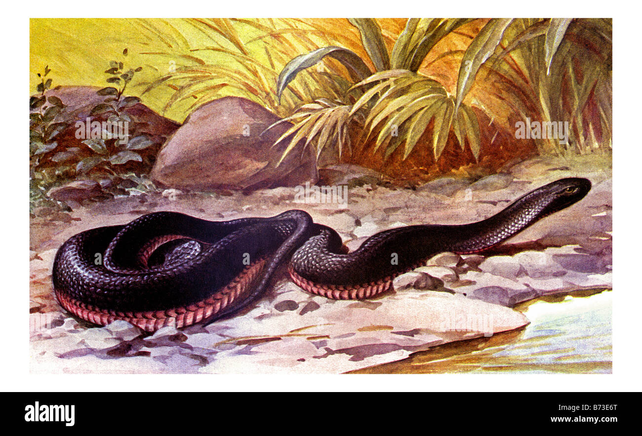 Illustration de la Red-bellied Black Snake Banque D'Images