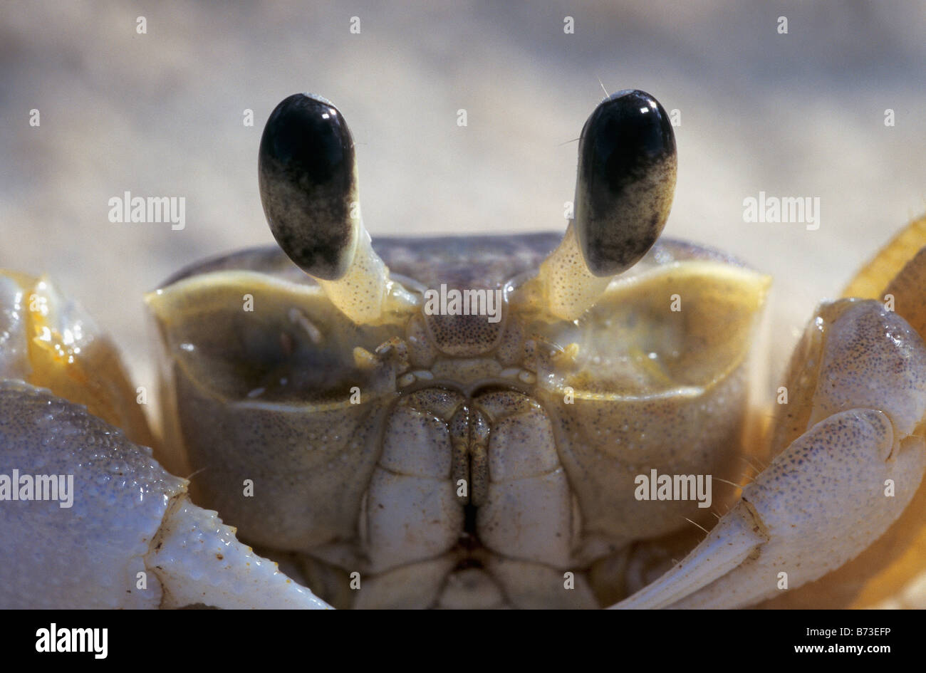 Ghost crab eye claw Banque de photographies et d’images à haute