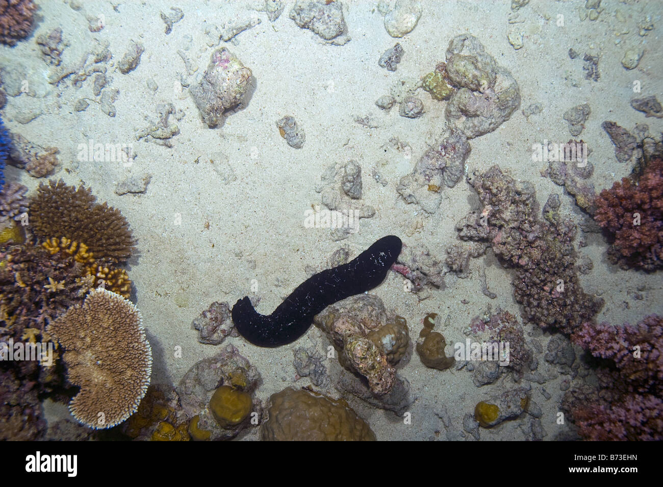 Seul le concombre de mer noire près de la grande barrière de corail Banque D'Images