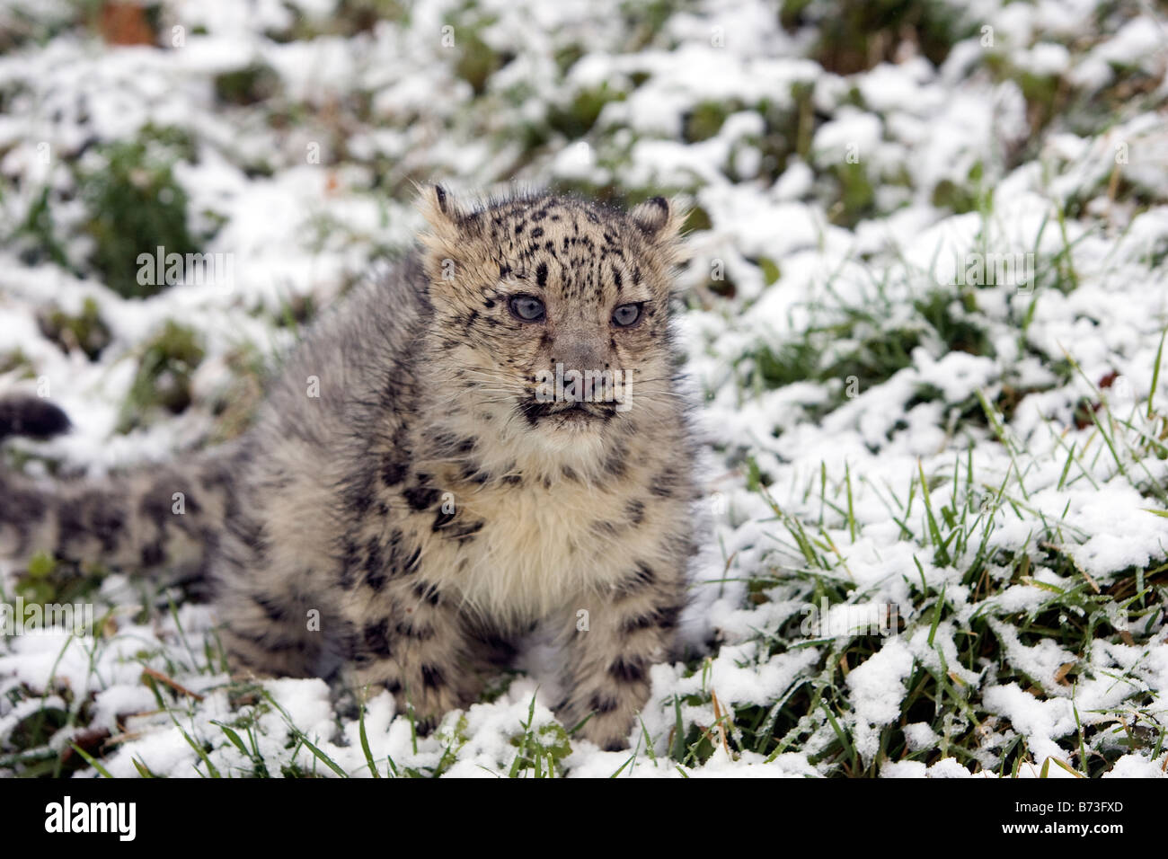 Snow Leopard Cub dans la neige Banque D'Images