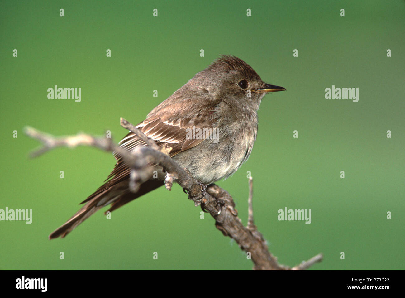 Western Wood Pewee Banque D'Images