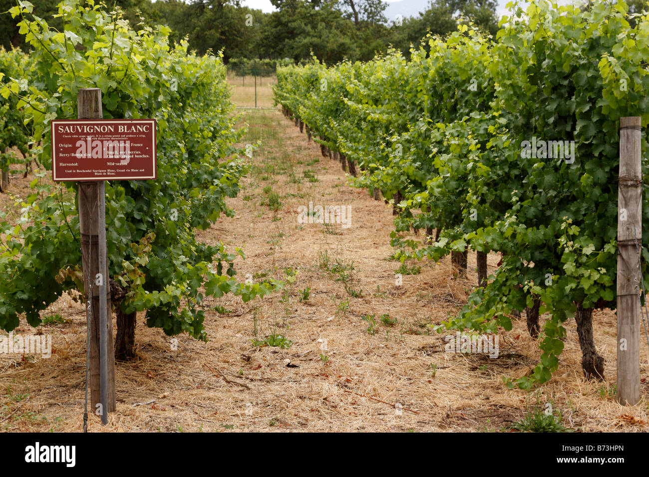 Sauvignon blanc rangée de vignes à boschendal l'un des plus anciens domaines viticoles en Afrique du Sud franschhoek Western Cape Banque D'Images