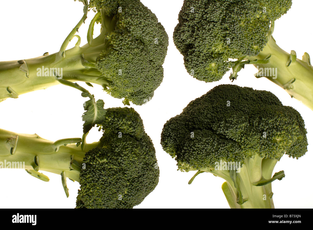 Le Brocoli (Brassica oleracea var. botrytis italica) Banque D'Images