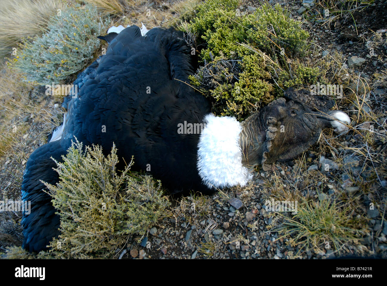 Empoisonné, condor Vultur gryphus, Patagonie, Argentine Banque D'Images