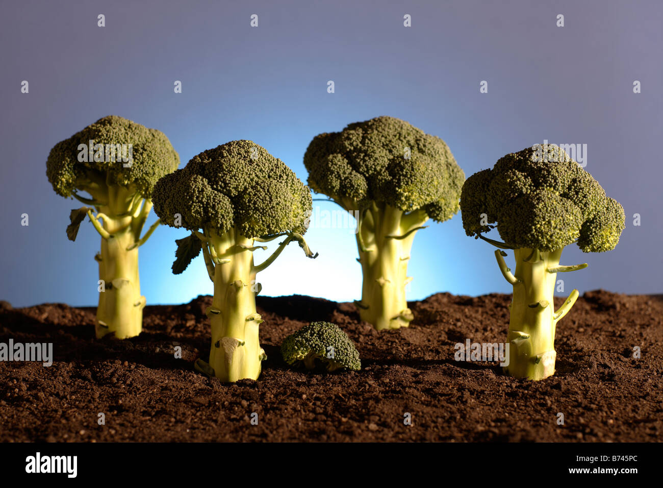 Le Brocoli (Brassica oleracea var. botrytis italica) Banque D'Images