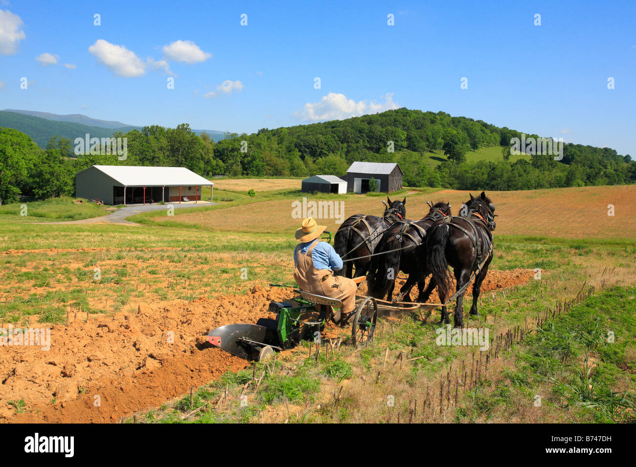 Équipe de chevaux percherons labourer, Middlebrook, vallée de Shenandoah, en Virginie, USA Banque D'Images