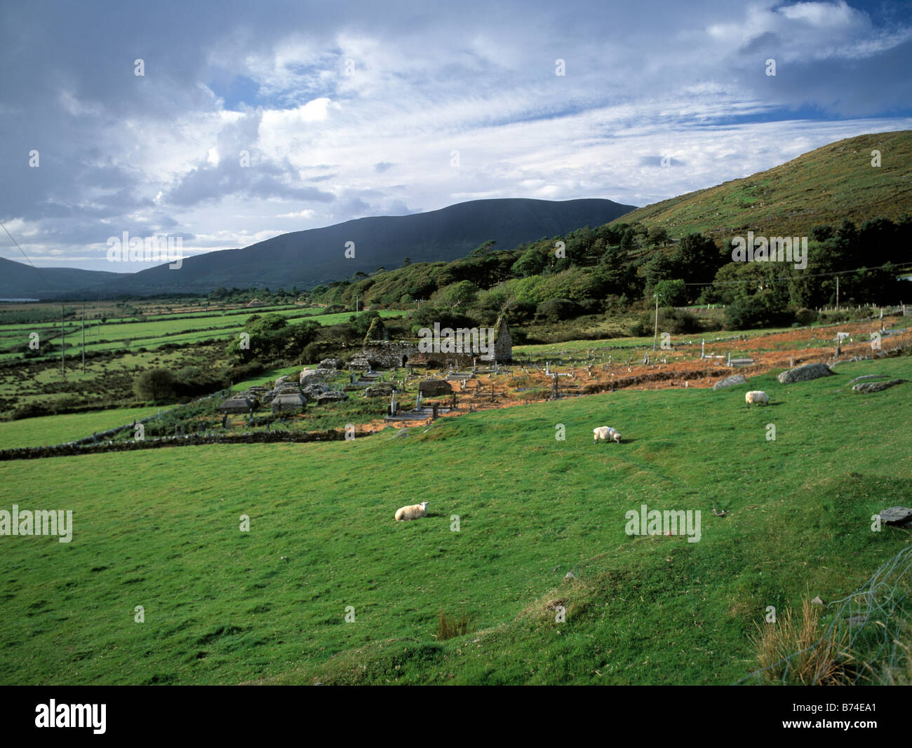 Des moutons paissant sur une colline ferme dans la campagne irlandaise avec l'église en ruine et cimetière , beauté dans la nature, Banque D'Images