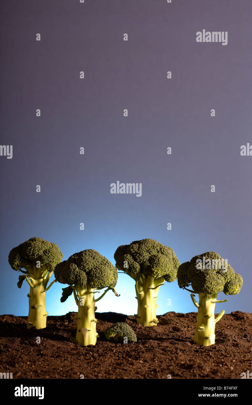 Le Brocoli (Brassica oleracea var. botrytis italica) Banque D'Images